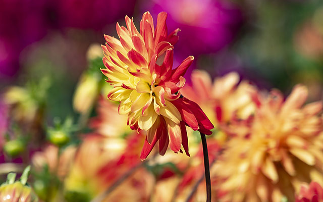 Blomfotografering