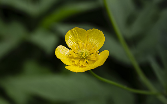 Smörblomma